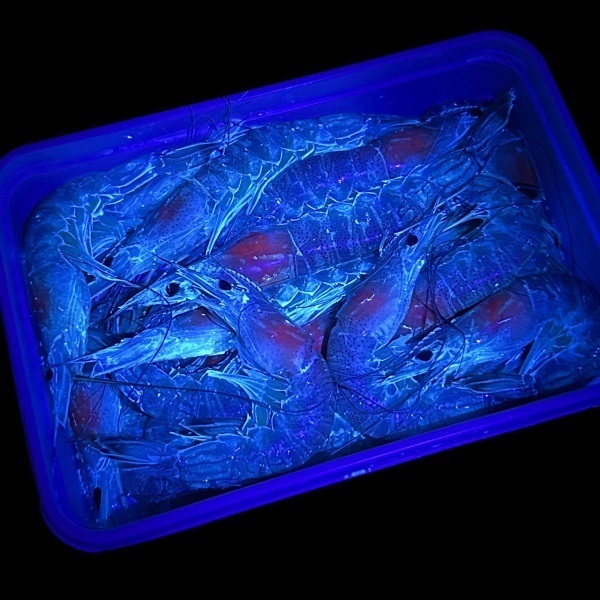 【店頭販売限定品】ケイムラ海えび